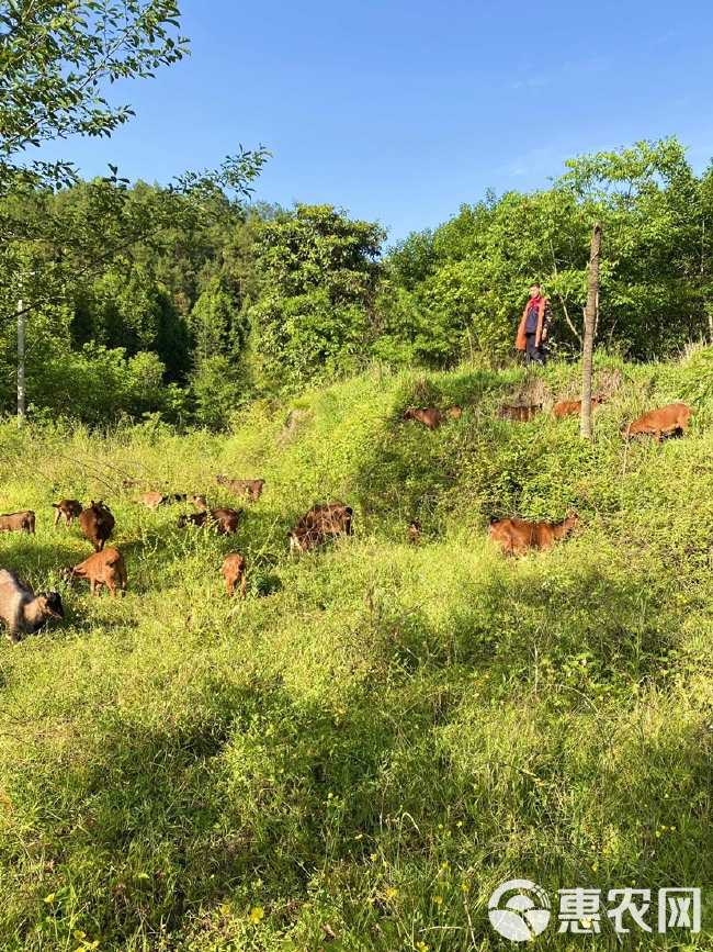 南江黄  羊原产地种公羊纯种怀孕母羊黑山羊活苗活体小羊羔