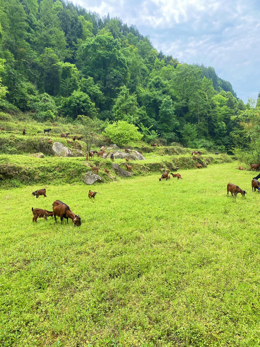 南江黄 羊纯种怀孕母羊种公羊黑山羊活羊活体努比亚小羊羔