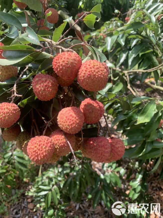 桂味和红花荔枝大量上市