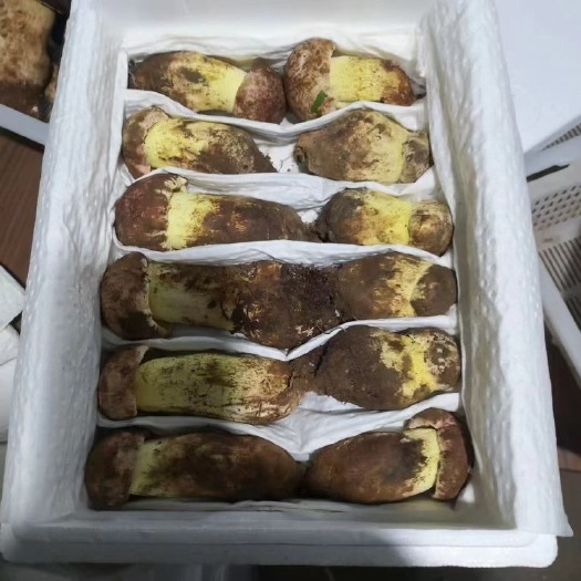 昆明白葱 野生牛肝菌