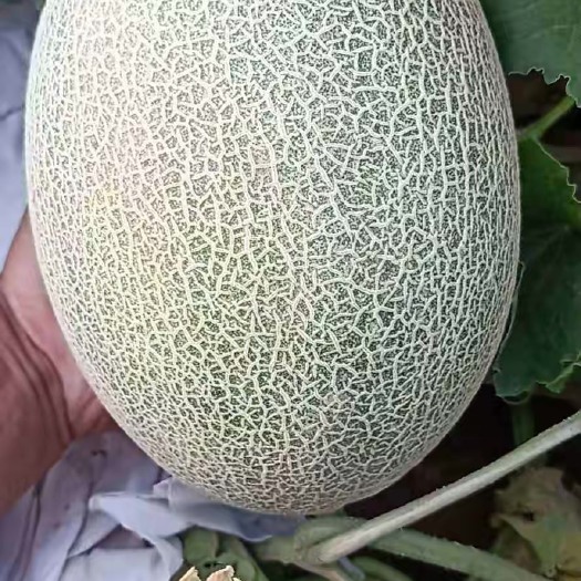 寿县哈密瓜