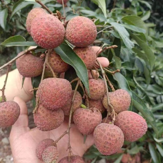平南县大量黑叶荔枝上市，货源充足，颜色鲜艳，果头大，甜蜜可口