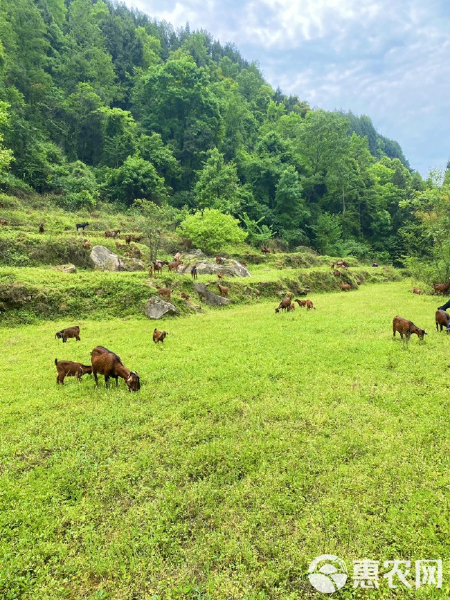 南江黄  羊原产地种公羊纯种怀孕母羊黑山羊活苗活体小羊羔