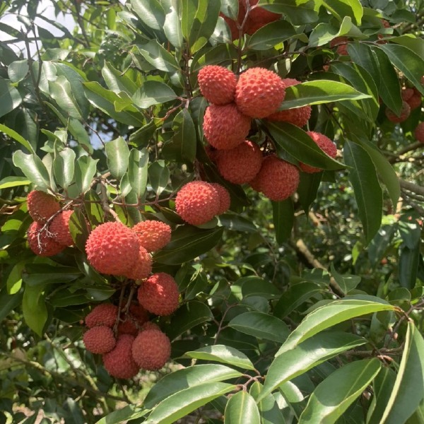 桂味和红花荔枝大量上市