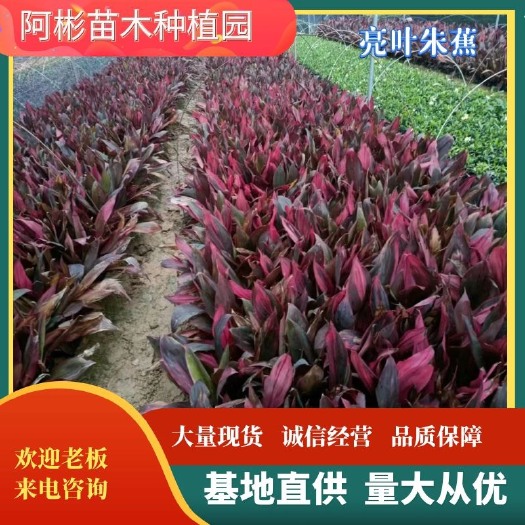 漳州亮叶朱蕉