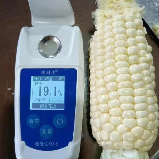 广州牛奶爆浆水果玉米（鲜食）