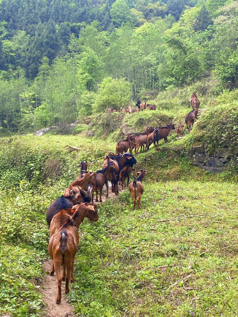 原種地純種南江黃 羊懷孕母羊種公羊努比亞波爾黑山羊活體活羊