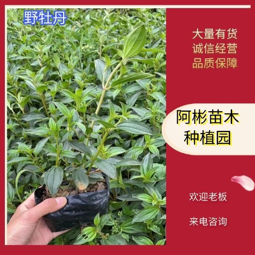 漳州巴西牡丹