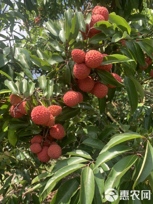 桂味和红花荔枝大量上市