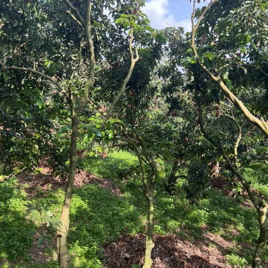 博罗县桂味荔枝大量上市批发价出￼￼￼