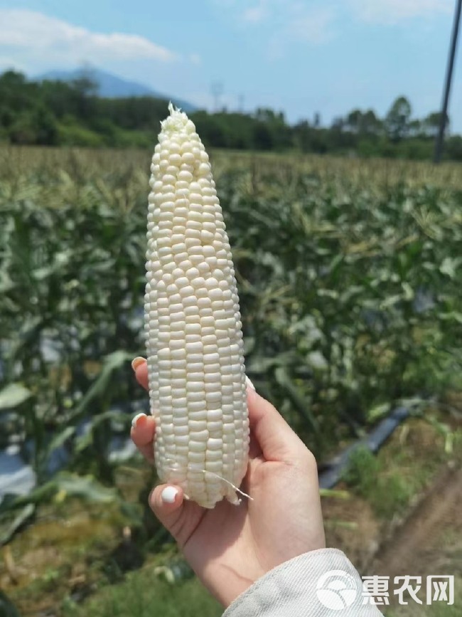 牛奶爆浆水果玉米（鲜食）