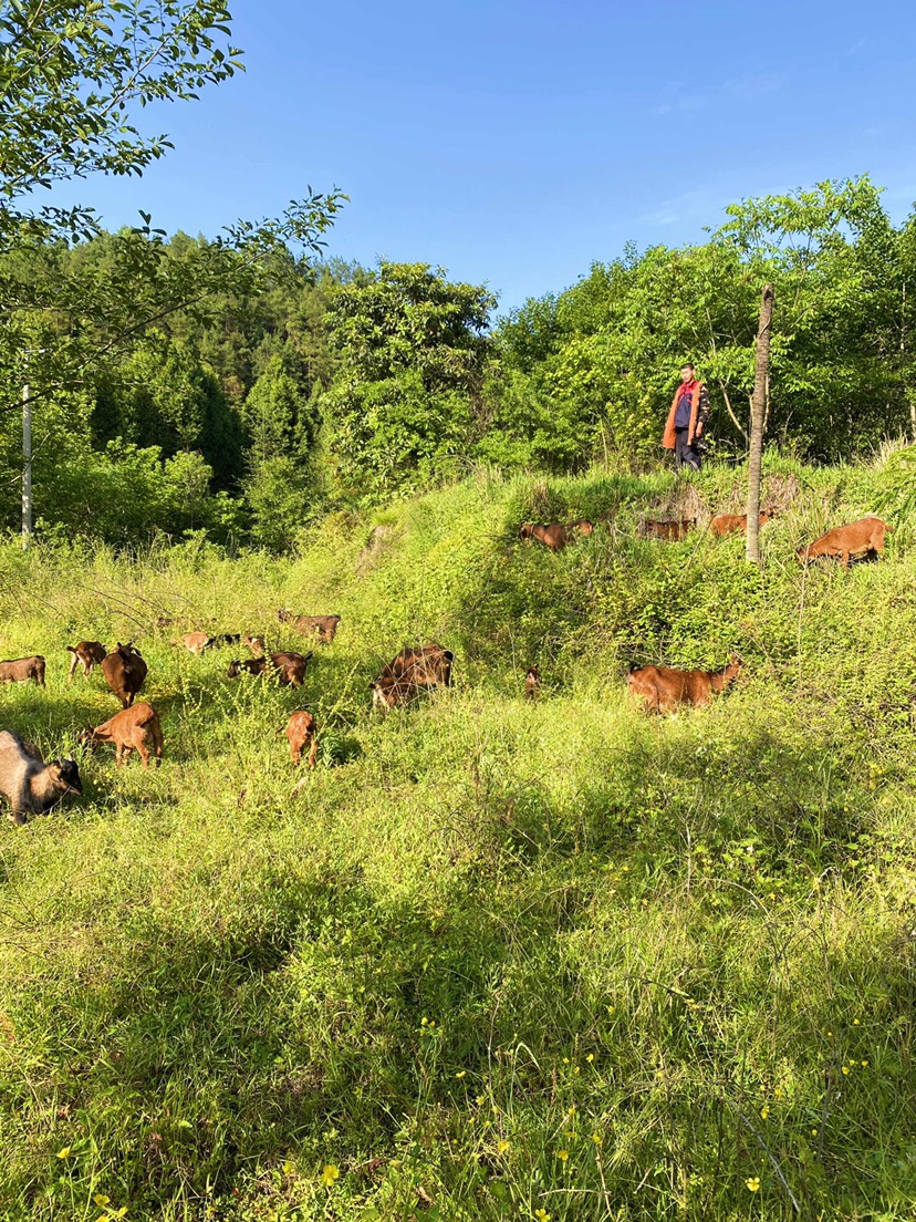 原種地純種南江黃 羊懷孕母羊種公羊努比亞波爾黑山羊活體活羊