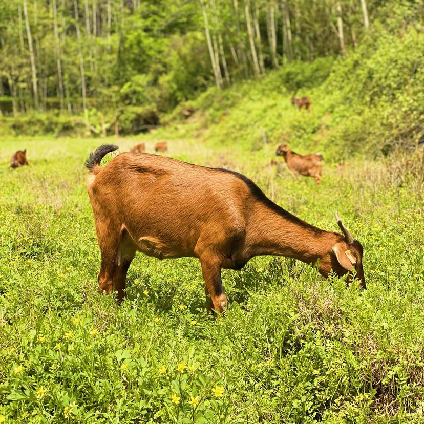 南江黄 羊纯种怀孕母羊种公羊黑山羊活羊活体努比亚小羊羔