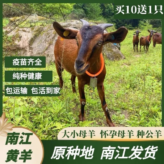 南江县原种地纯种南江黄 羊怀孕母羊种公羊努比亚波尔黑山羊活体活羊