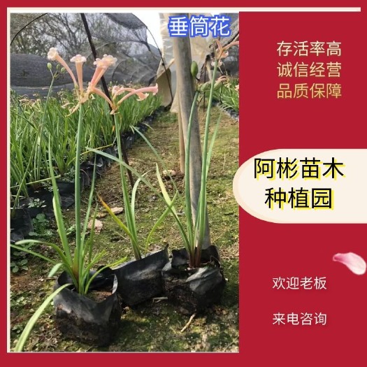 漳州垂筒花