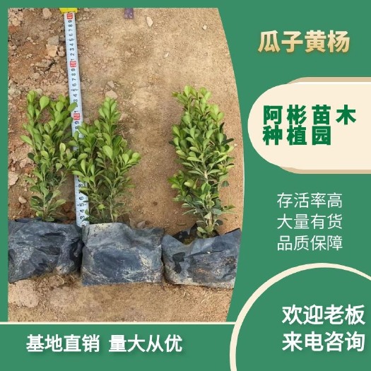漳州瓜子黄杨