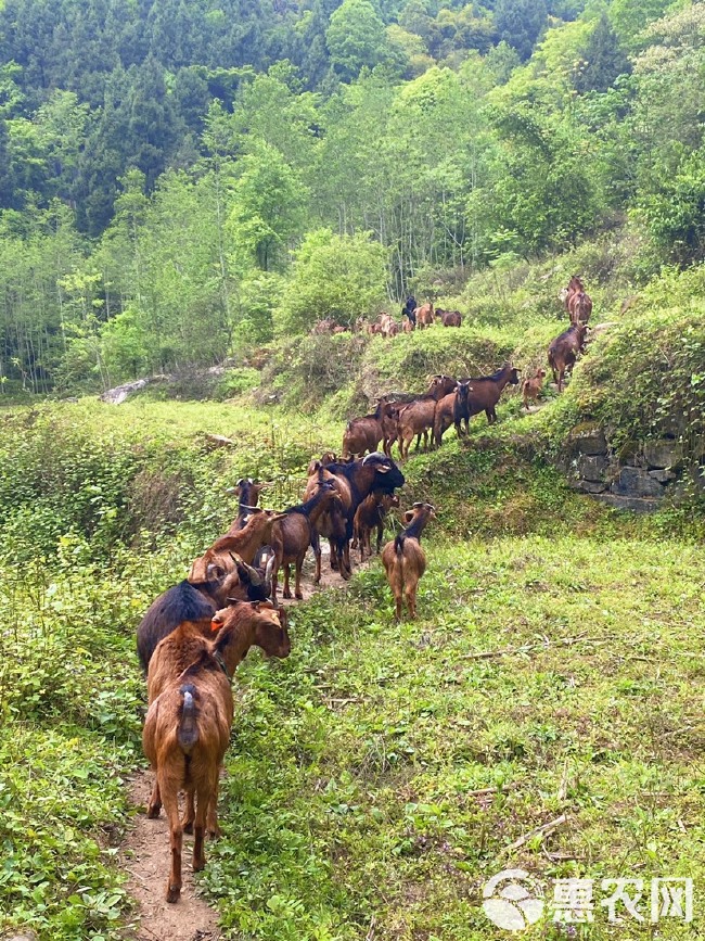 南江黄  羊原产地种公羊纯种怀孕母羊黑山羊活苗活体小羊羔