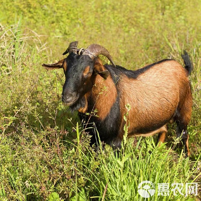 南江黄  羊原产地种公羊纯种怀孕母羊黑山羊活苗活体小羊羔