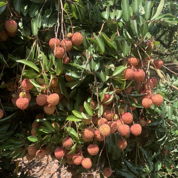 桂味和红花荔枝大量上市