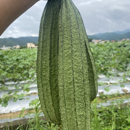 博罗县越夏花点大肉丝瓜苗
