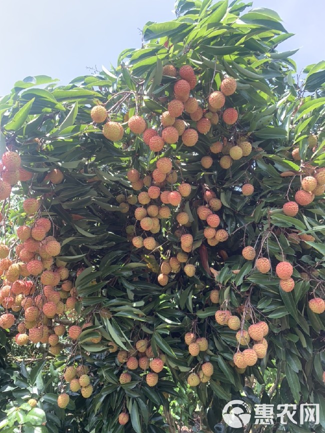 桂味和红花荔枝大量上市