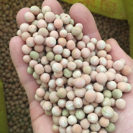 成都豌豆种子，品种多类，长寿仁，604直销