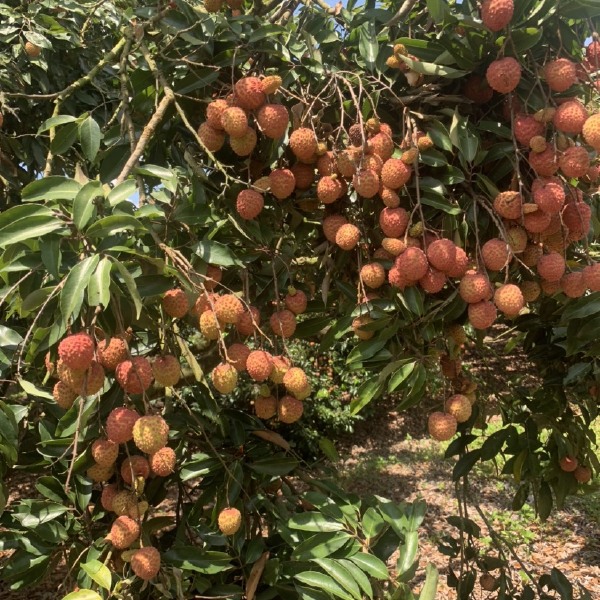 桂味和红花荔枝大量上市