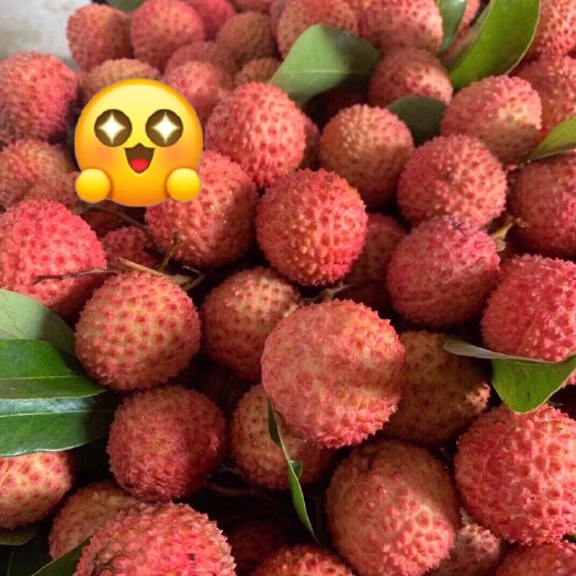 广州从化桂味荔枝 全部现摘现发  预售6月底成熟上市！7月初顺丰