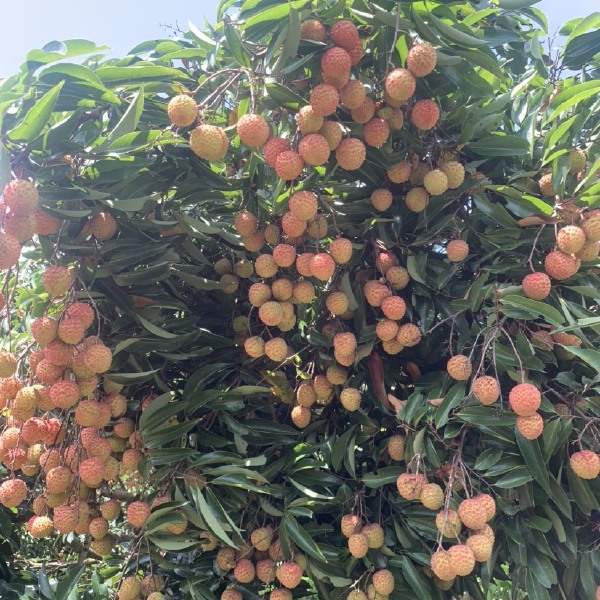 桂味和红花荔枝大量上市