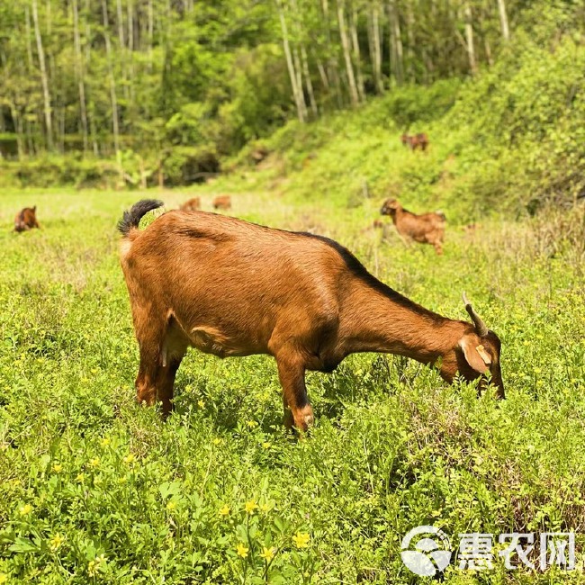 南江黄  羊纯种怀孕母羊种公羊山羊活羊活体小羊羔养殖