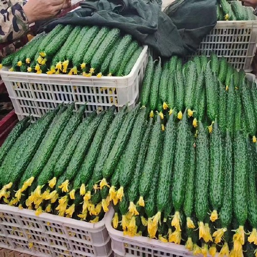 莘县【精品】密刺黄瓜，产地直供，质量保证
