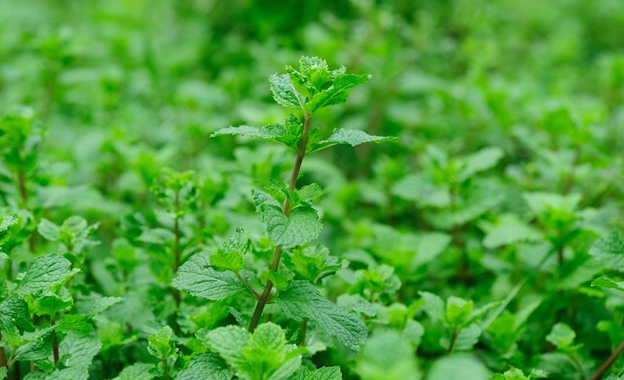 薄荷种子留兰香薄荷种子猫薄荷食用薄荷室内盆栽花卉种子