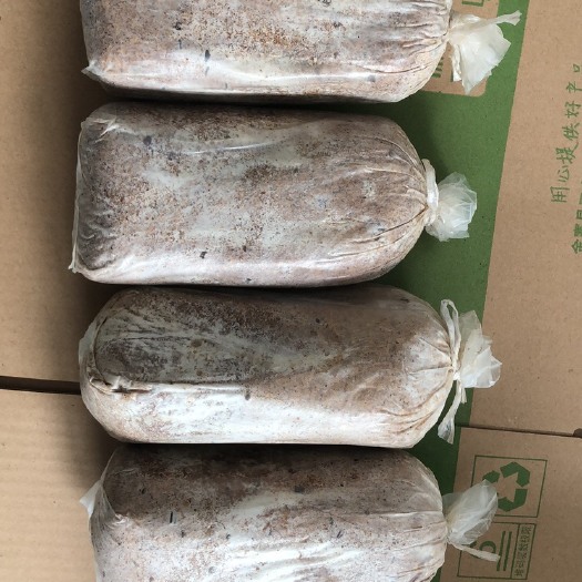 金寨县茯苓菌种，松茯苓菌种