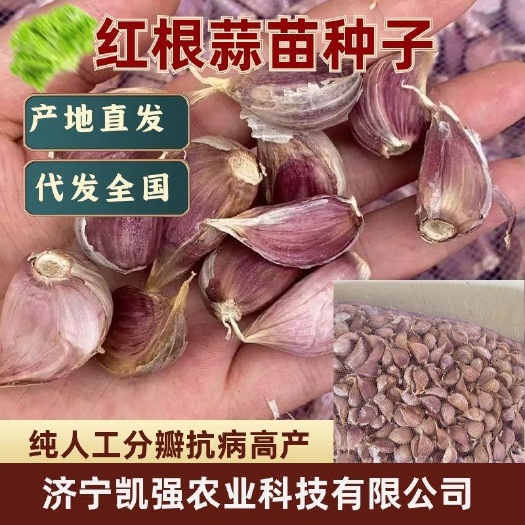 金乡县红根蒜苗种子 四季蒜苗种子 太空大蒜种子 抗病 欢迎咨询
