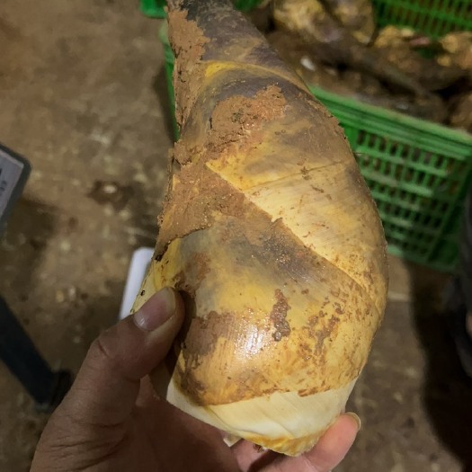 南平福建 马蹄笋 基地一手货源