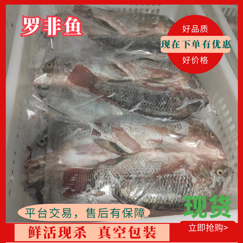 罗非鱼 冰鲜 三去 适用于烧烤 快餐店 饭堂等  量大从优