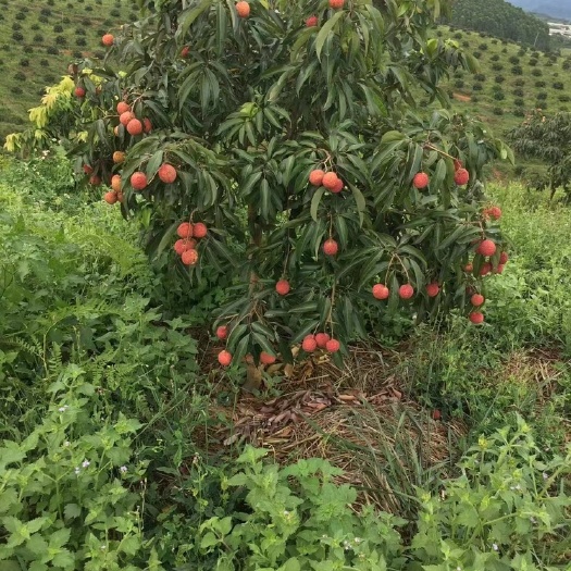 灵山县荔枝树苗南方妃子笑桂味无核荔枝树苗嫁接苗地带土带叶荔枝苗
