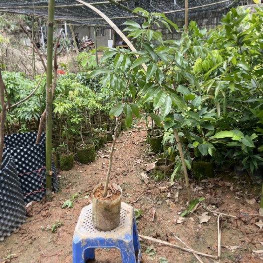灵山县A4无核荔枝苗嫁接树苗带土球发货包邮华南均可种植两年苗【带土