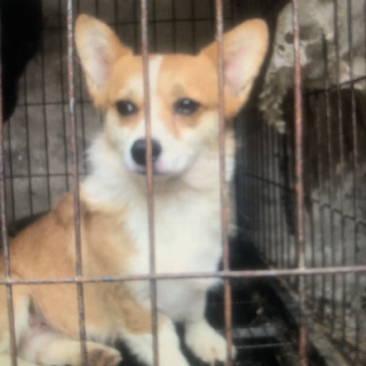 宿州科基犬