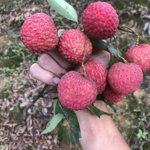 博罗县糯米枝