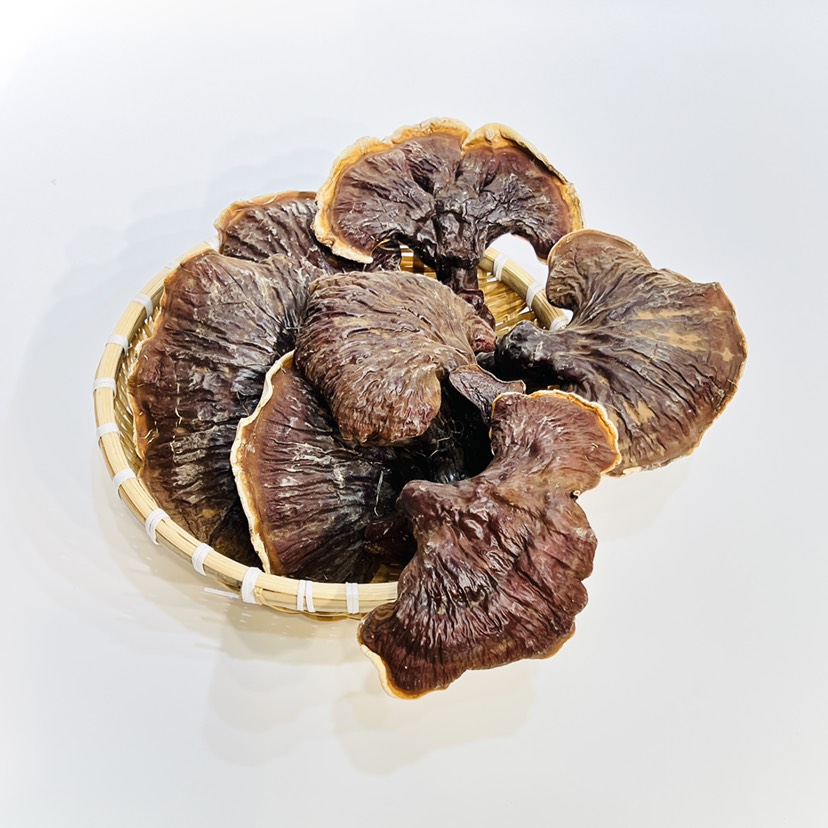 【大号灵芝】树下金边灵芝长白山大号灵芝树下灵芝