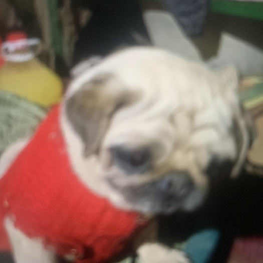 宿州八格犬