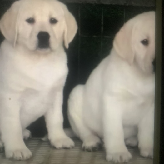 宿州拉布拉多犬