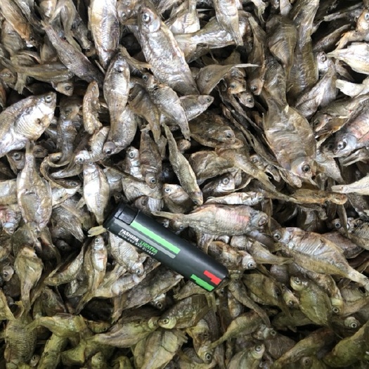 麦穗鱼
