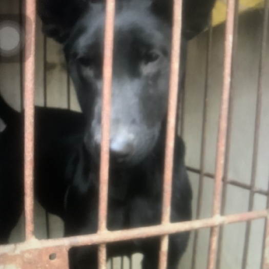 宿州黑犬，大型犬种，聪明伶俐，勇敢无畏！