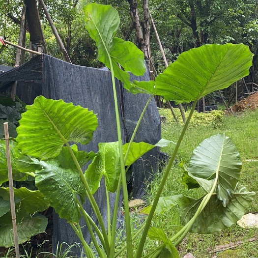 漳州海芋
