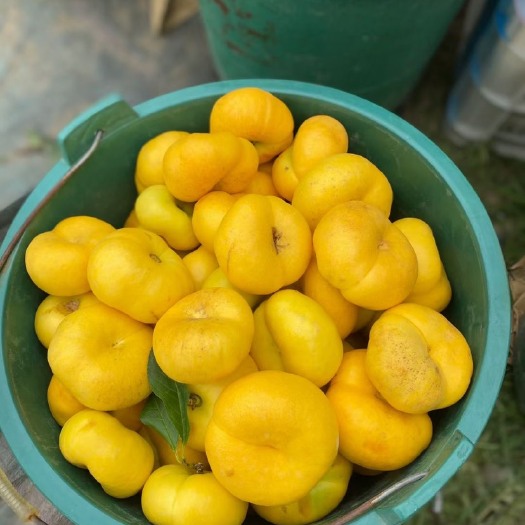 沂蒙山黄金油蟠桃