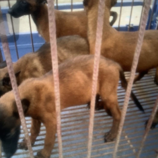 宿州马犬