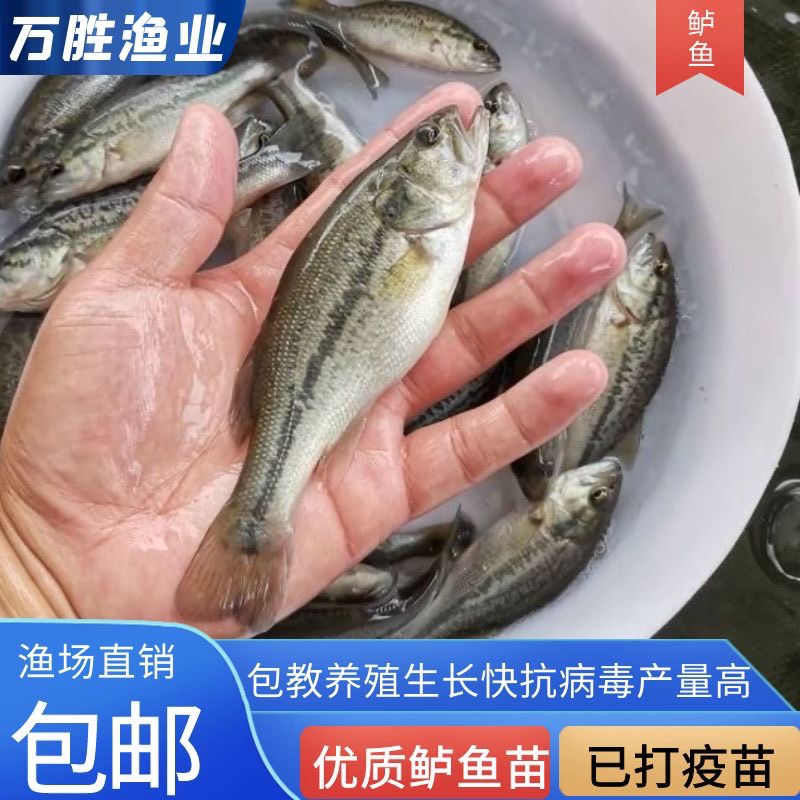 鲈鱼苗加州鲈淡水鲈鱼鱼苗大口黑鲈