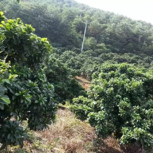 郴州杨梅树成品树（东魁，乌梅）